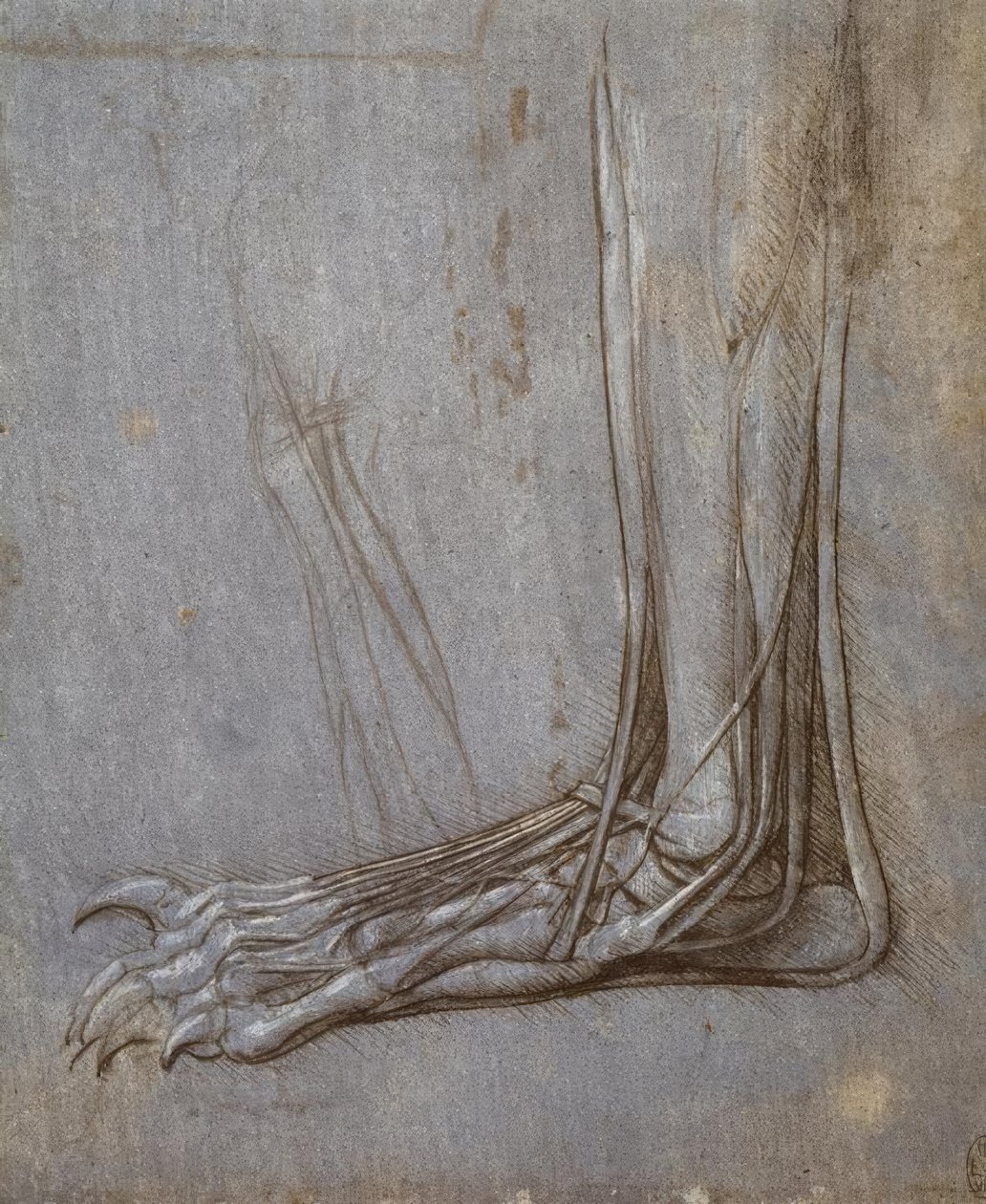 Extenzorové šlachy prstů medvědí tlapy od Leonardo da Vinci