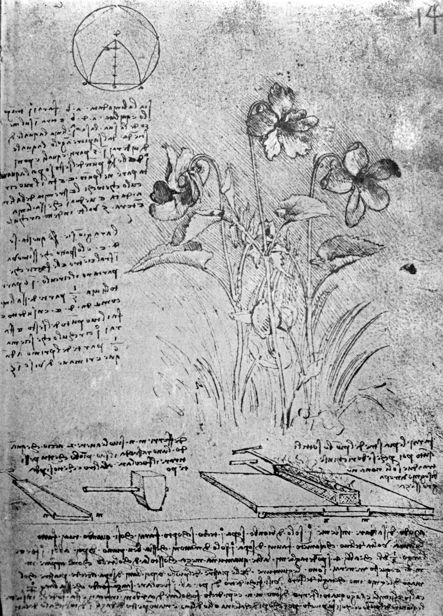 Studie viol (Viola odorata a Viola canina), fol. 14r z Manuscript B, c.1487-90 (pero a inkoust na papíře) od Leonardo da Vinci
