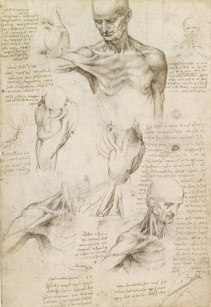 Povrchní anatomie ramene a krku (recto) od Leonardo da Vinci