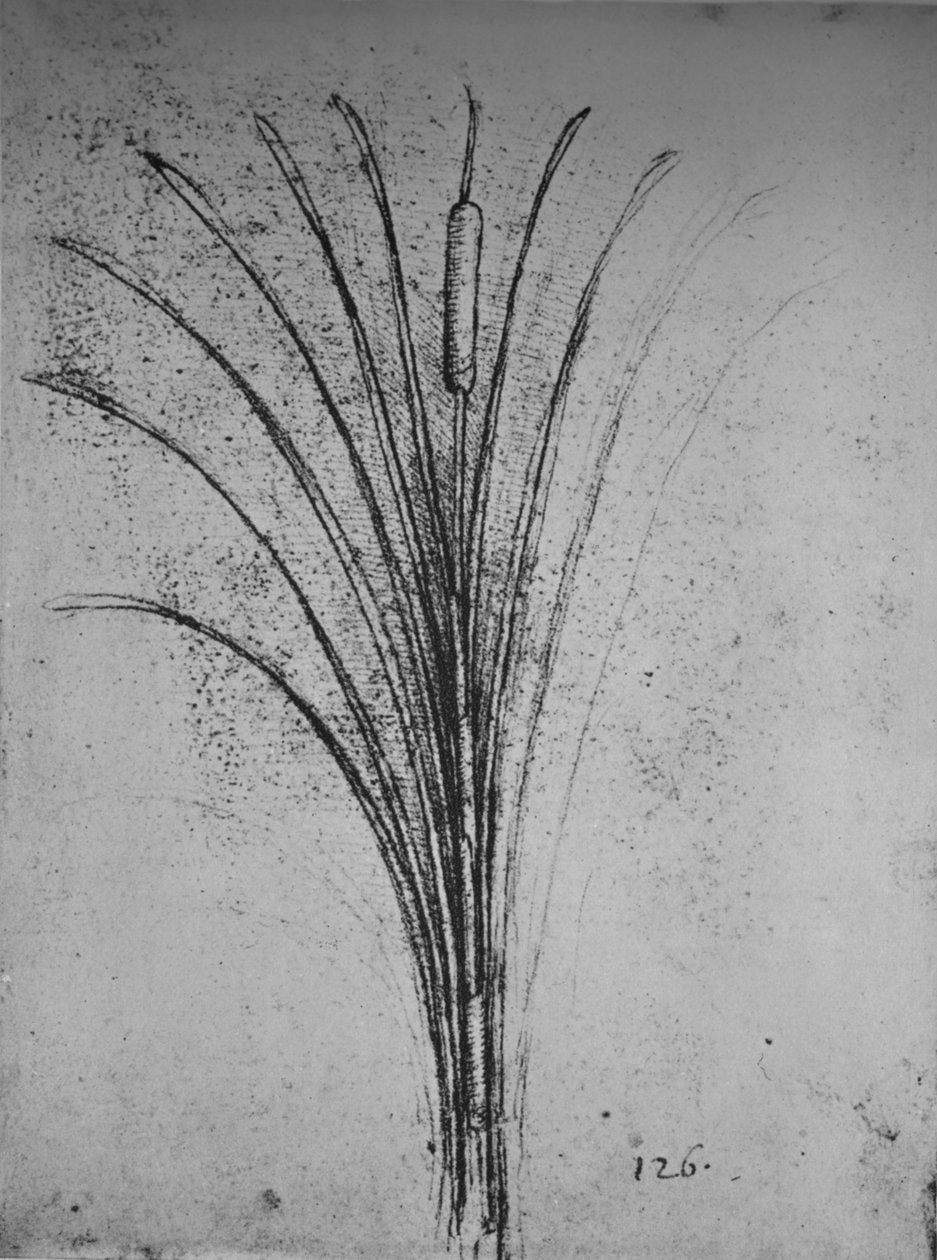 A Bulrush, c1480 1945 od Leonardo da Vinci