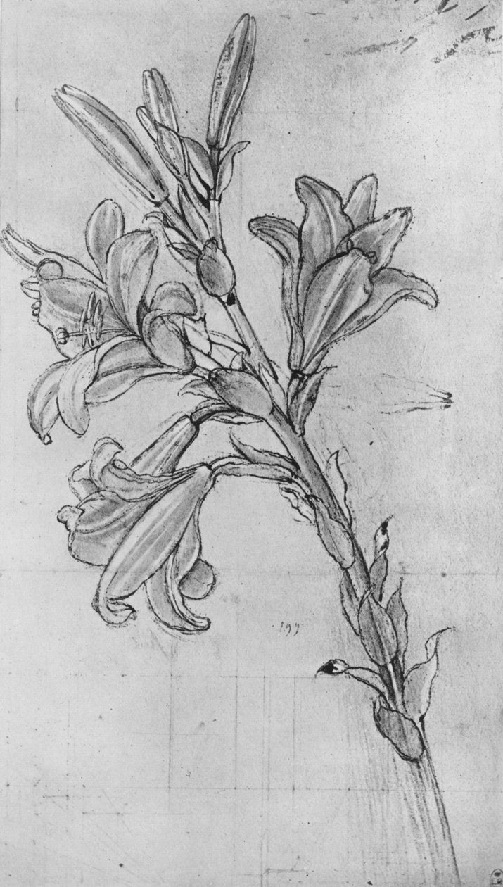A Lily, c1480 1945 od Leonardo da Vinci