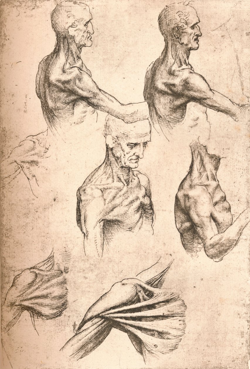 Anatomická kresba, c1472-c1519 1883 od Leonardo da Vinci