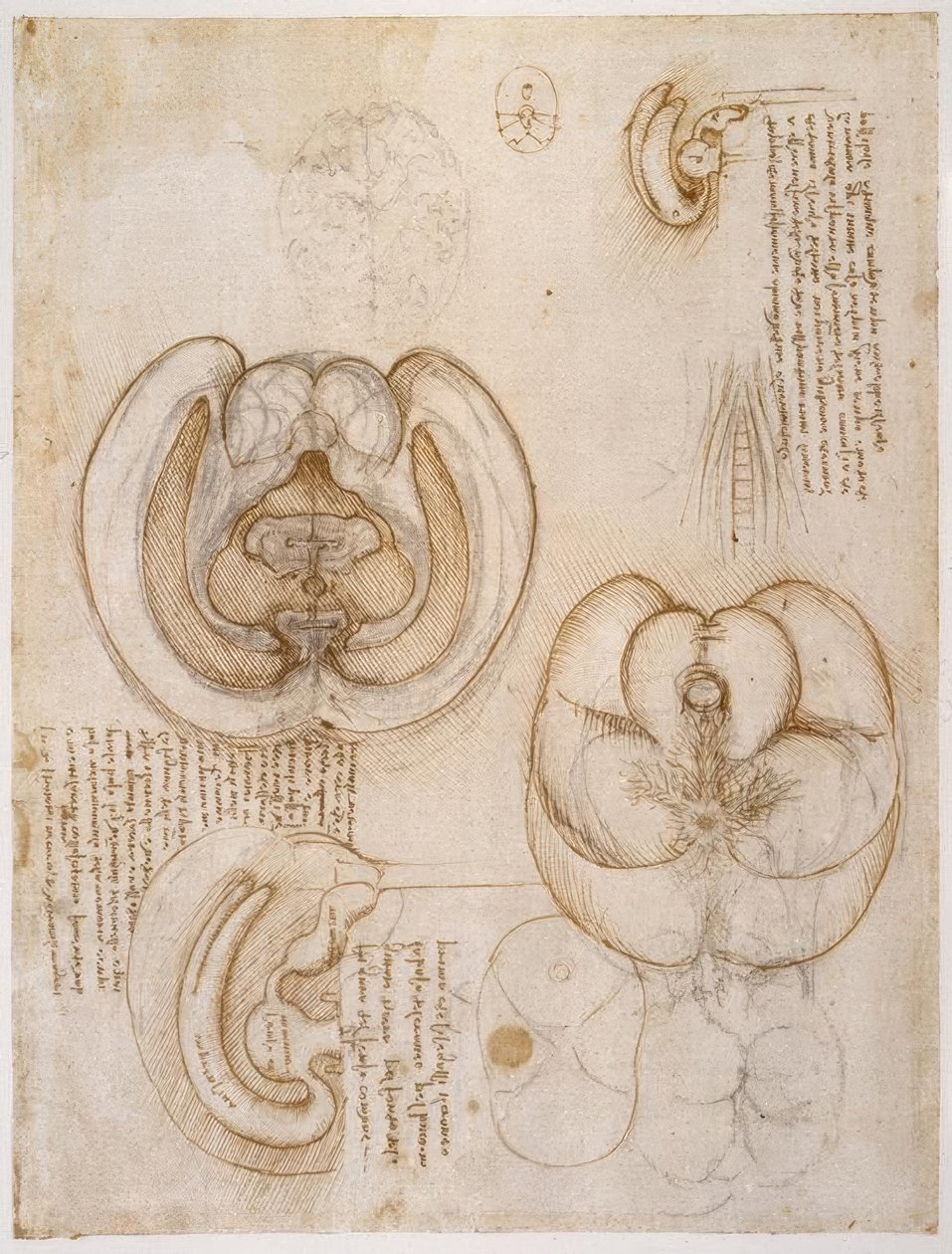 Anatomiestudien od Leonardo da Vinci