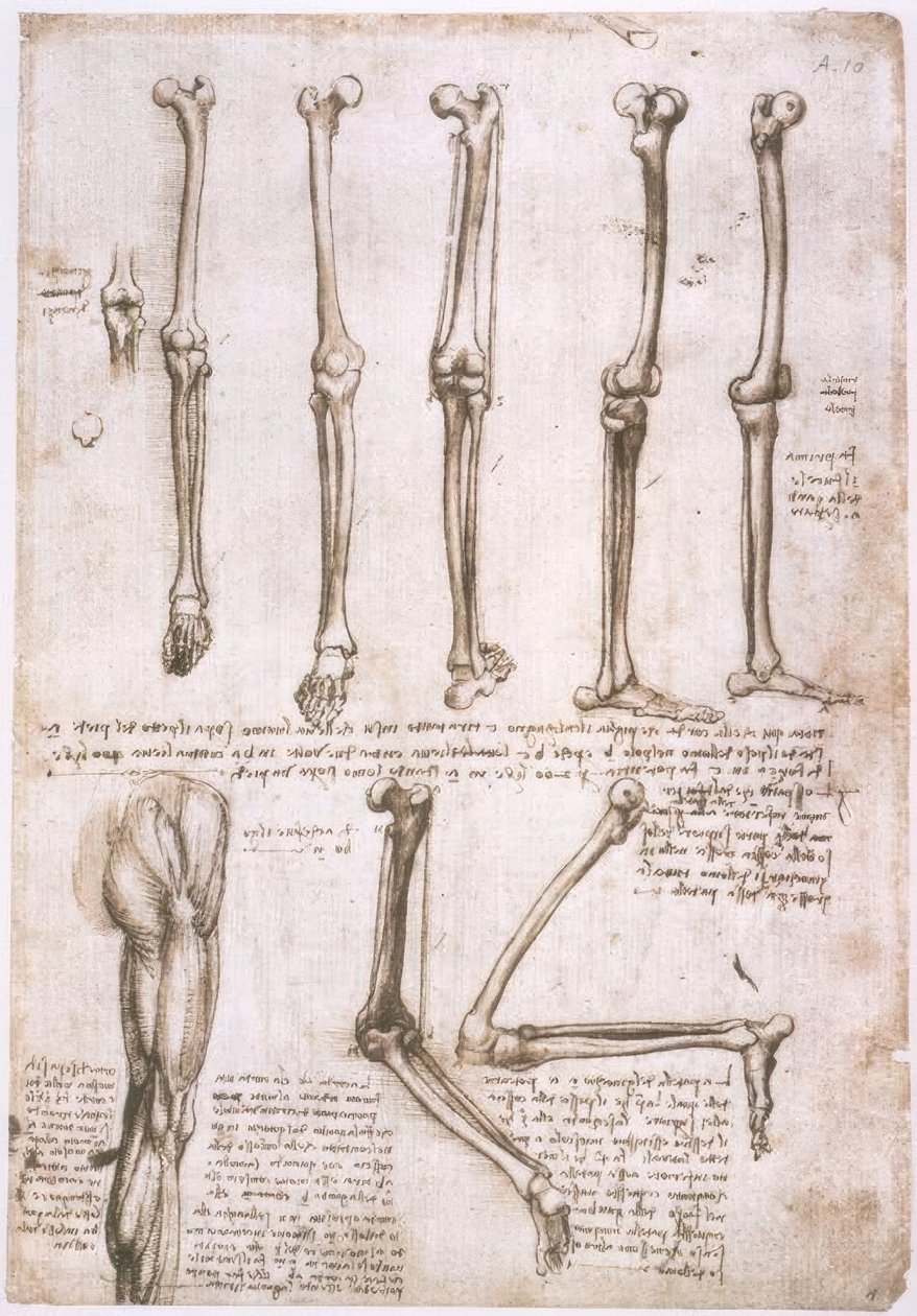 Anatomiestudien od Leonardo da Vinci