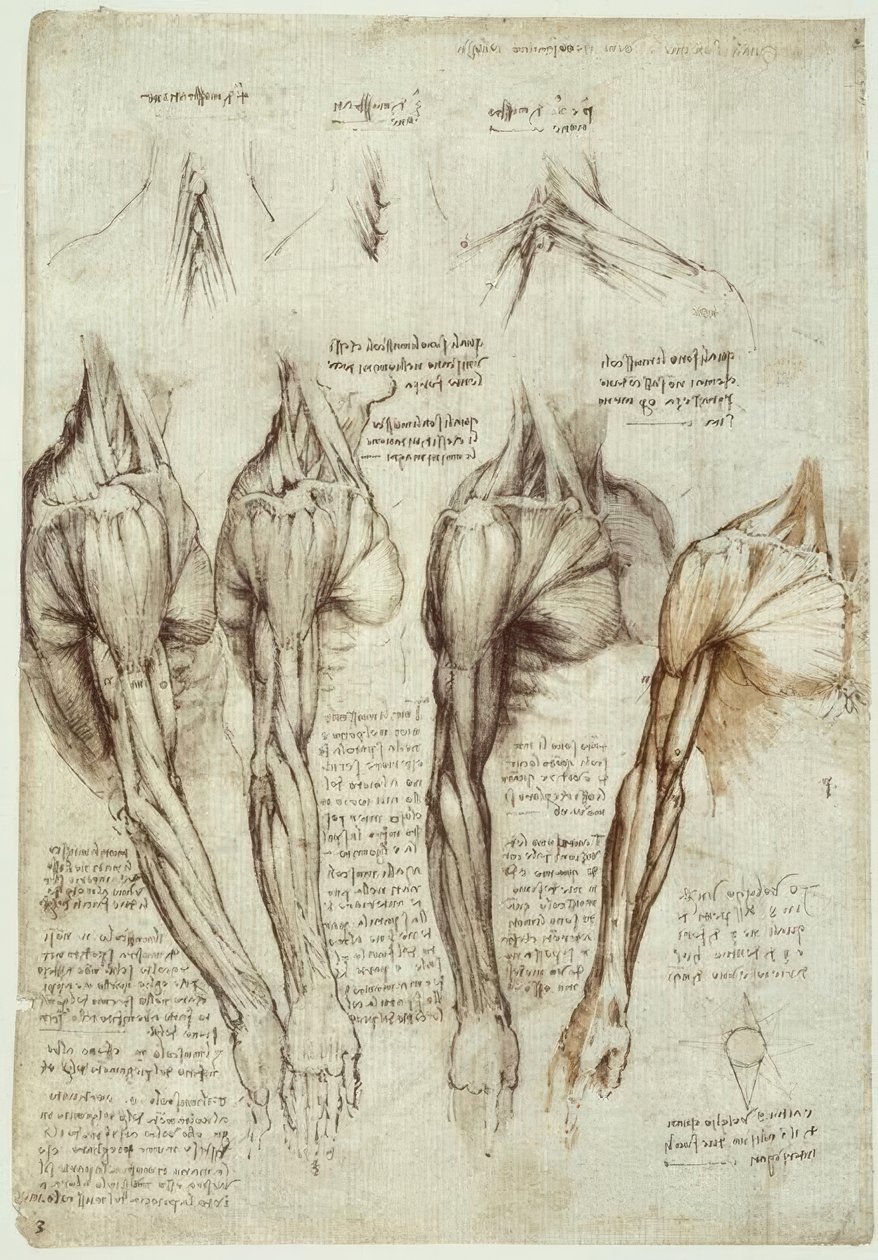Anatomiestudien od Leonardo da Vinci