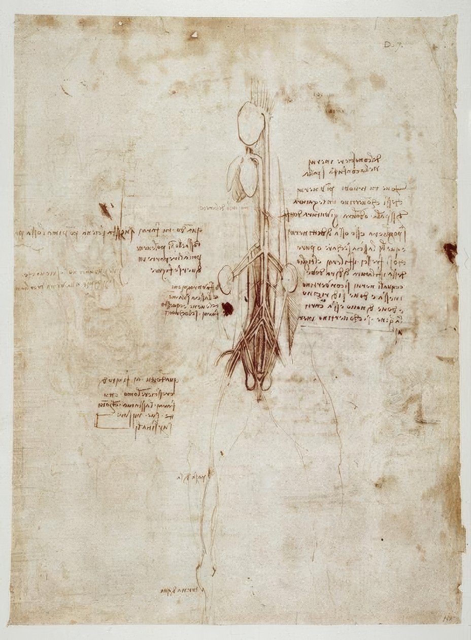 Anatomiestudien od Leonardo da Vinci