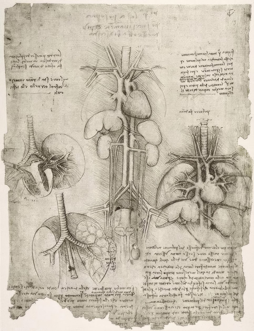 Anatomiestudien od Leonardo da Vinci