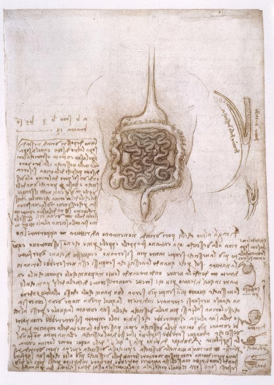 Anatomiestudien od Leonardo da Vinci