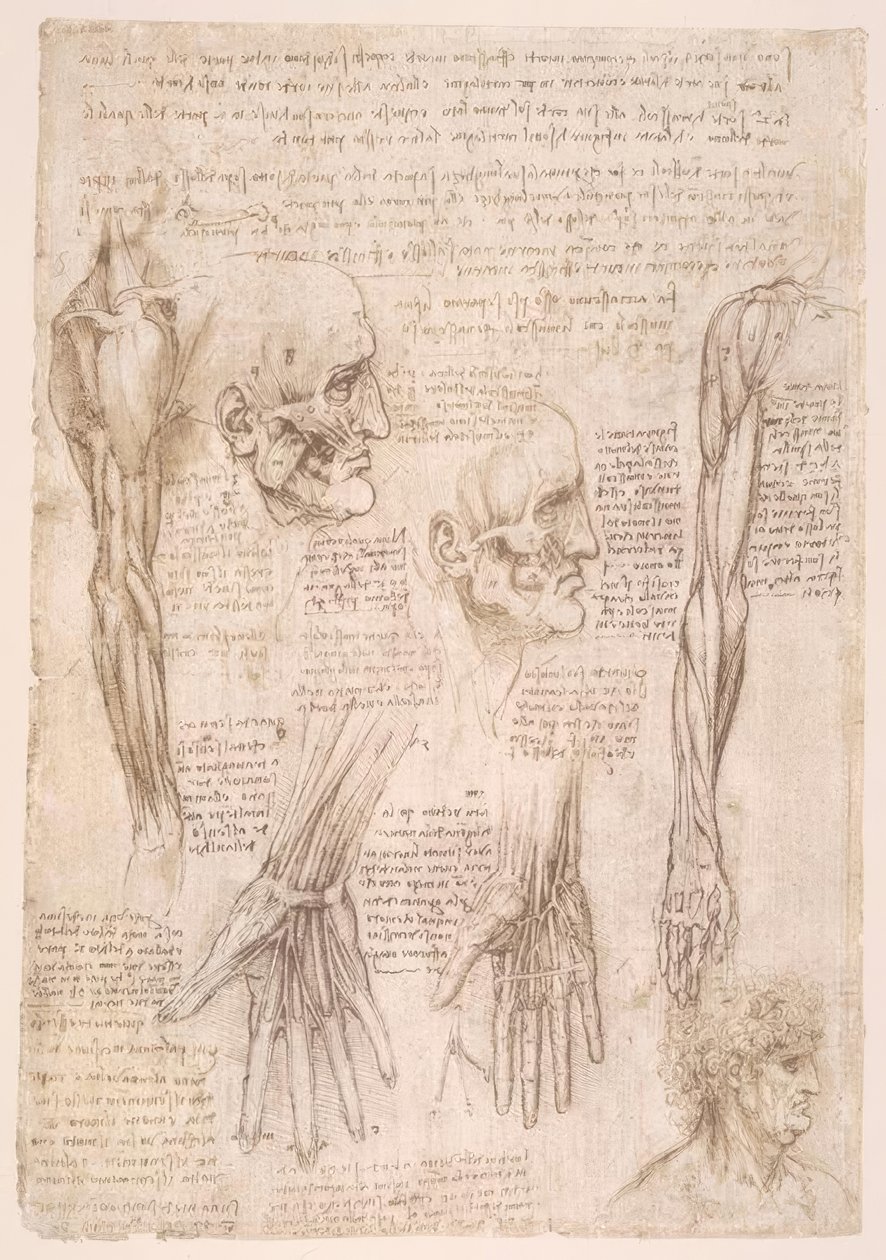 Anatomiestudien od Leonardo da Vinci