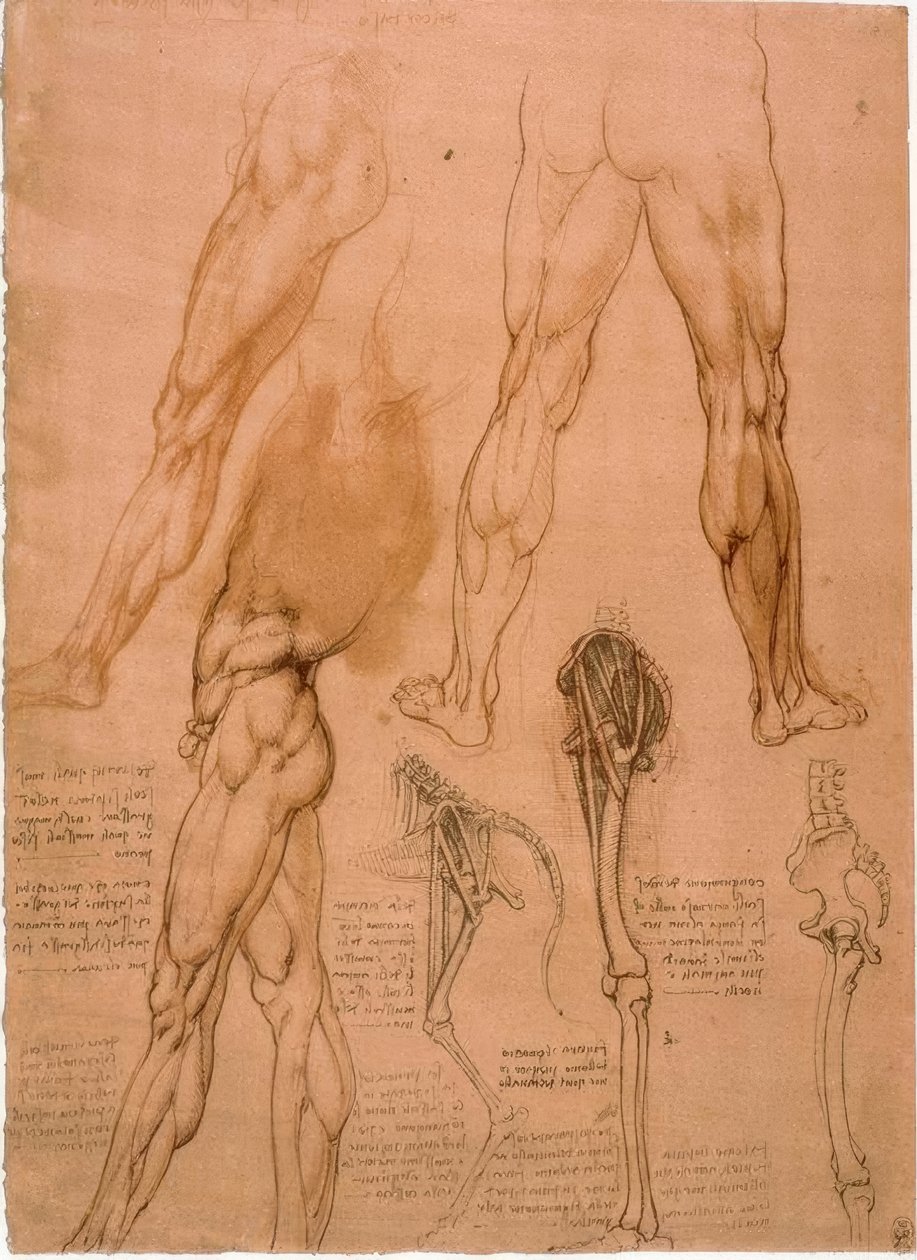 Anatomická studie: Beinmuskulatur od Leonardo da Vinci