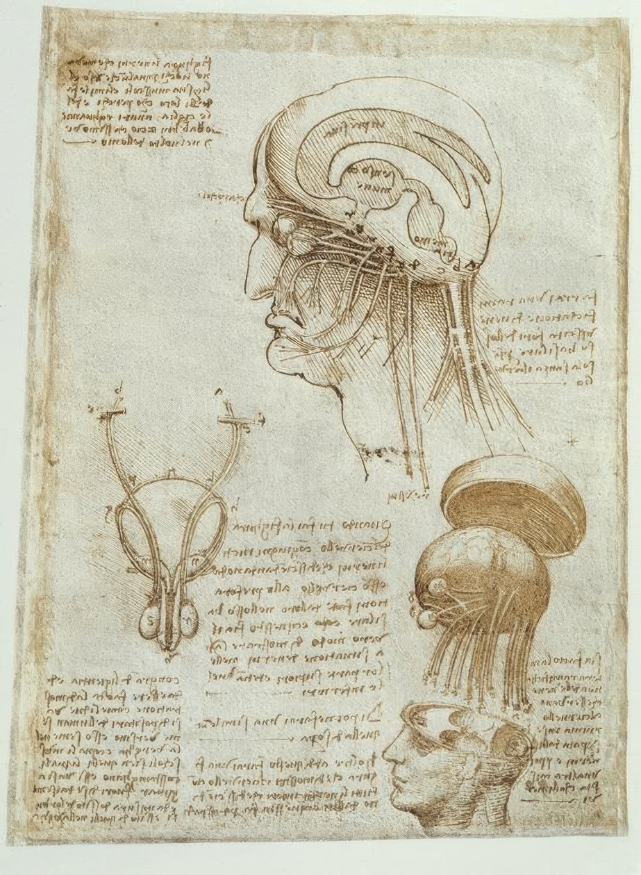 Anatomické studie: mozek, komory a hlavové nervy / muž od Leonardo da Vinci