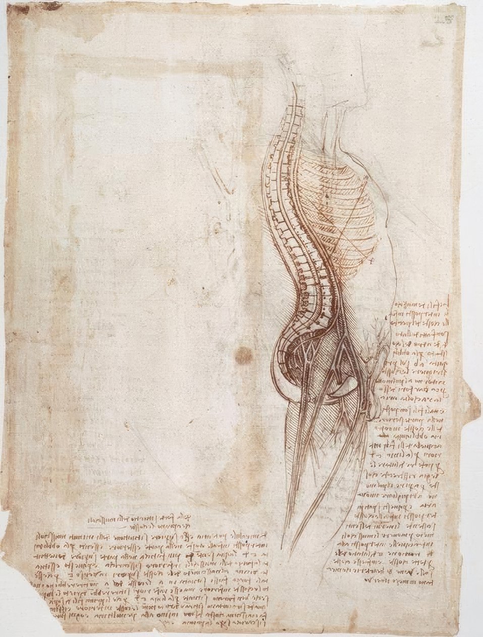 Anatomické studie: Páteř... od Leonardo da Vinci