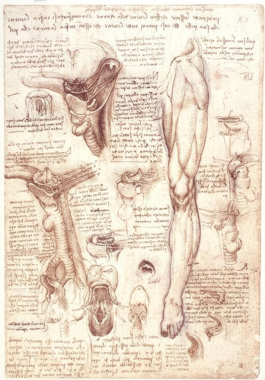 Anatomické studie: jazyk, hrdlo, hrtan a jícen od Leonardo da Vinci