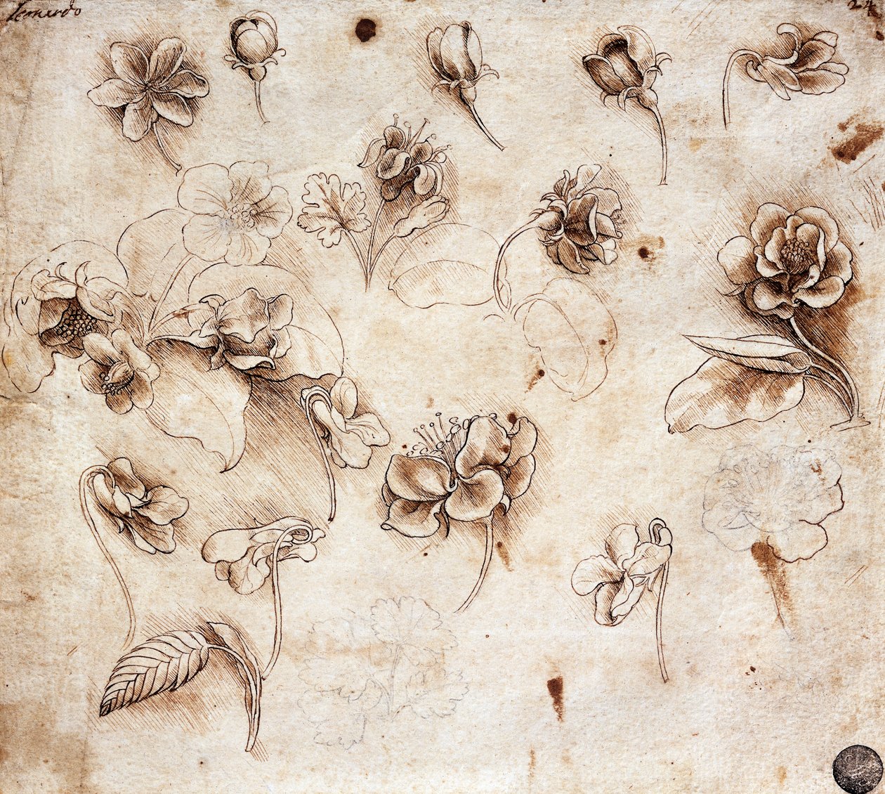 Botanická tabulka, kresba 237 (kresba) od Leonardo da Vinci