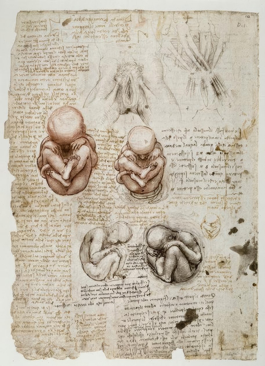 Plod v děloze od Leonardo da Vinci