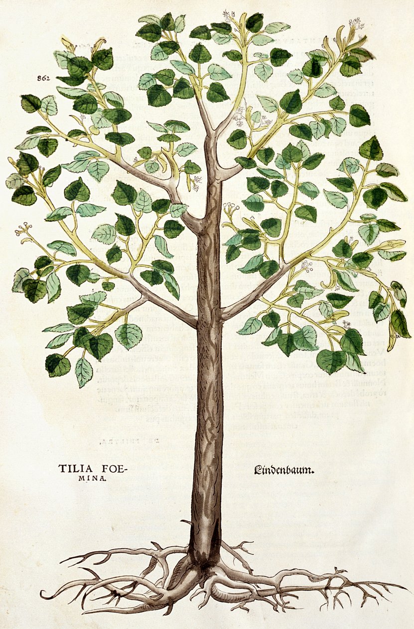 Lípa srdčitá (Tilia Foemina, Lindenbaum), ilustrace z knihy "De historia stirpium od Leonhard Fuchs