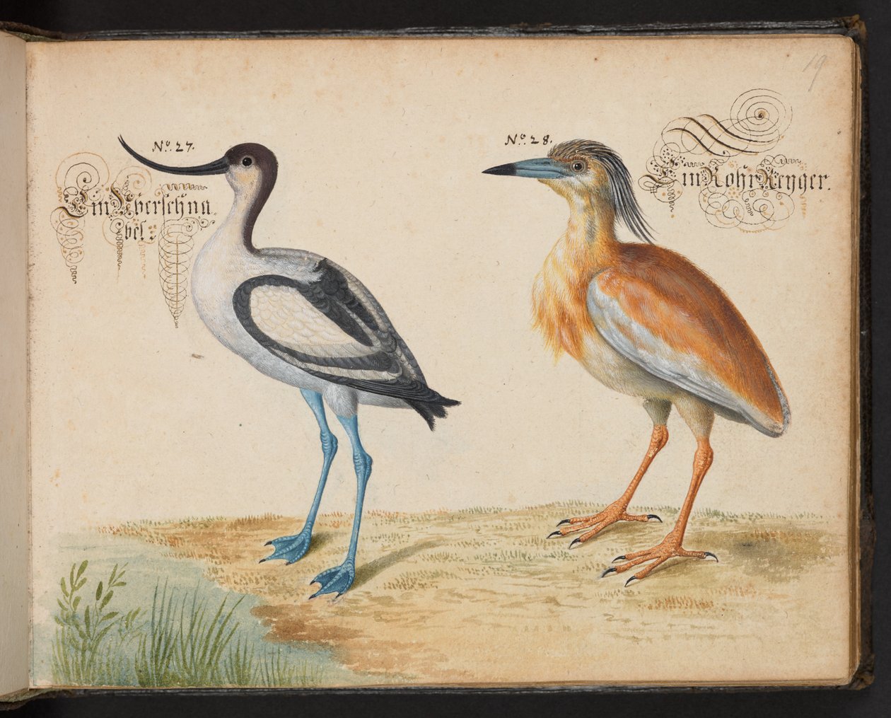 Přidejte 6485 f.19 Avocet a Squacco Heron od Leonhard Baldner