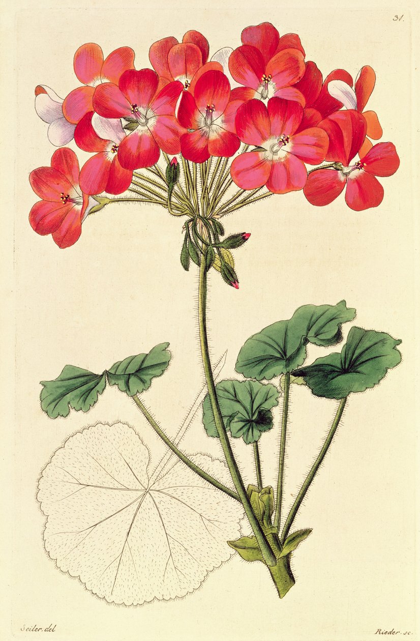 Pelargonium z 