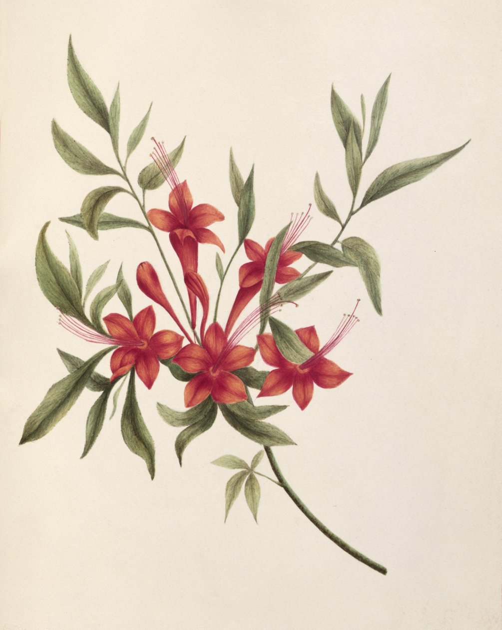 Fuschia od Lili Cartwright