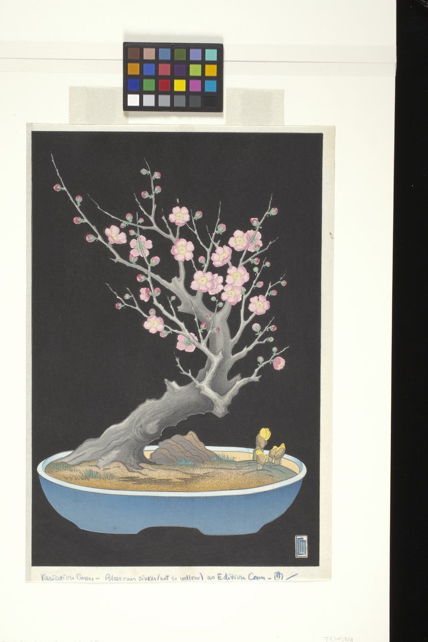 Japonská trpasličí švestka (barevný dřevotisk) od Lilian May Miller