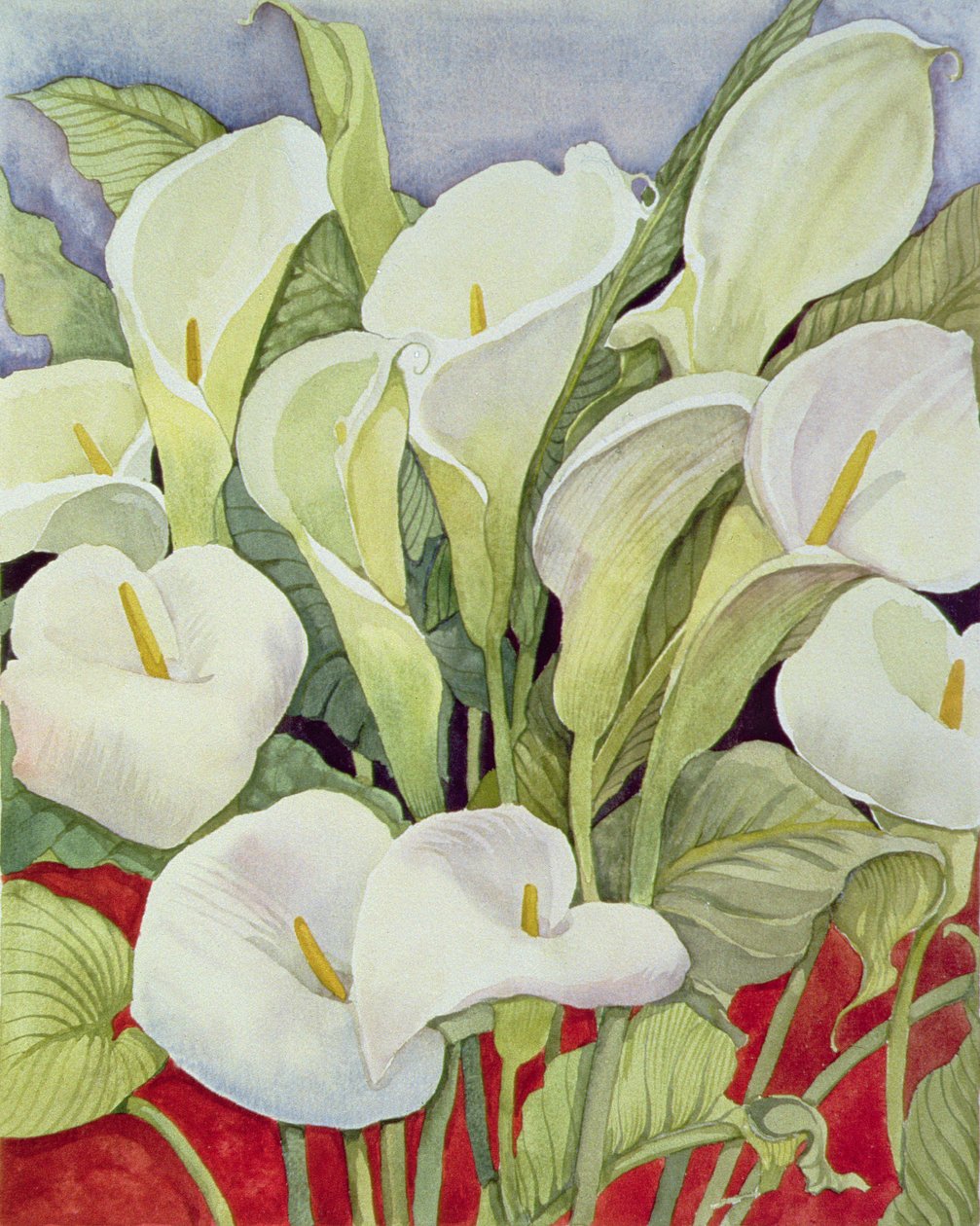 Arum Lilie, 1978 od Lillian Delevoryas
