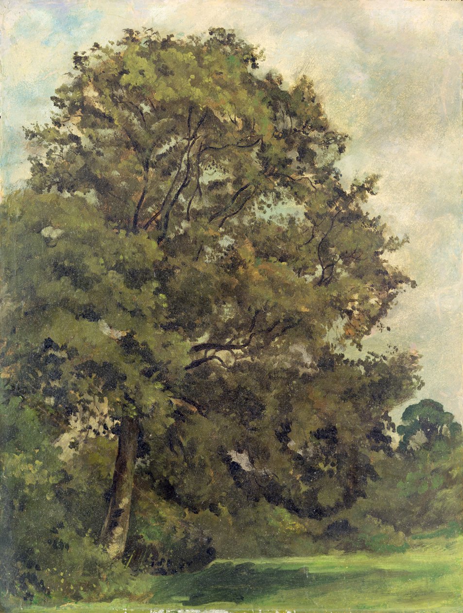 Study of an Ash Tree, c.1851 (olej na papíře na panelu) od Lionel Constable