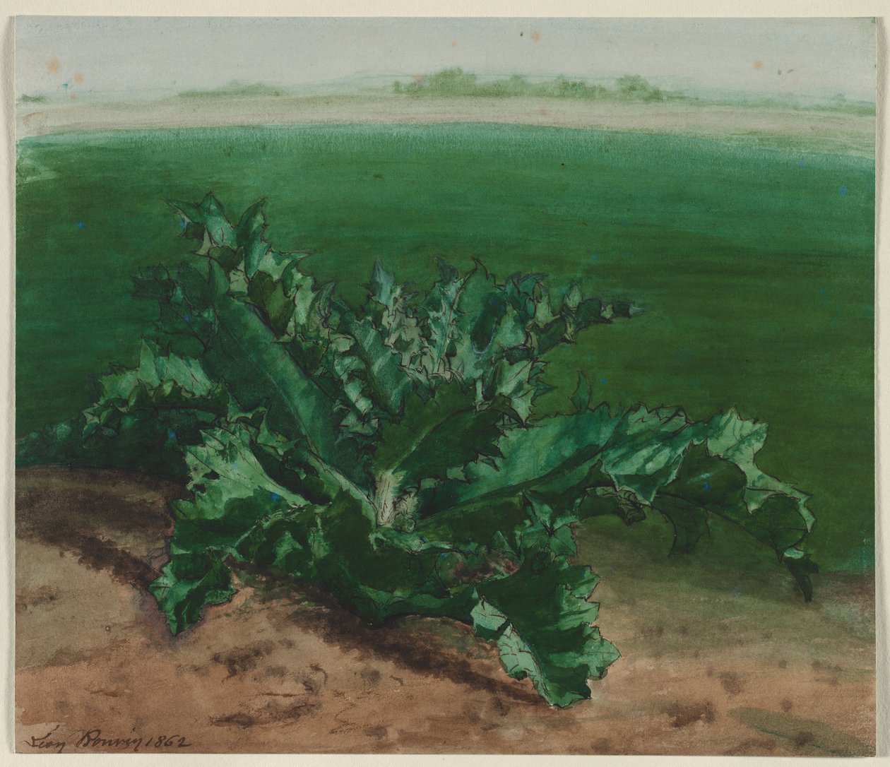 Studie rostliny, možná bodlák, 1862. od Léon Bonvin