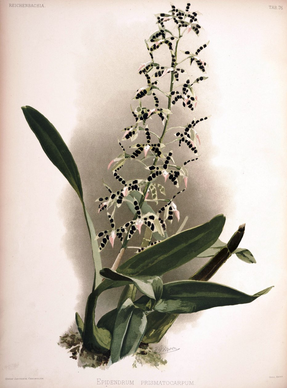 Prosthechea prismatocarpa as syn .: Epidendrum prismatocarpum od London H. Sotheran and Co.