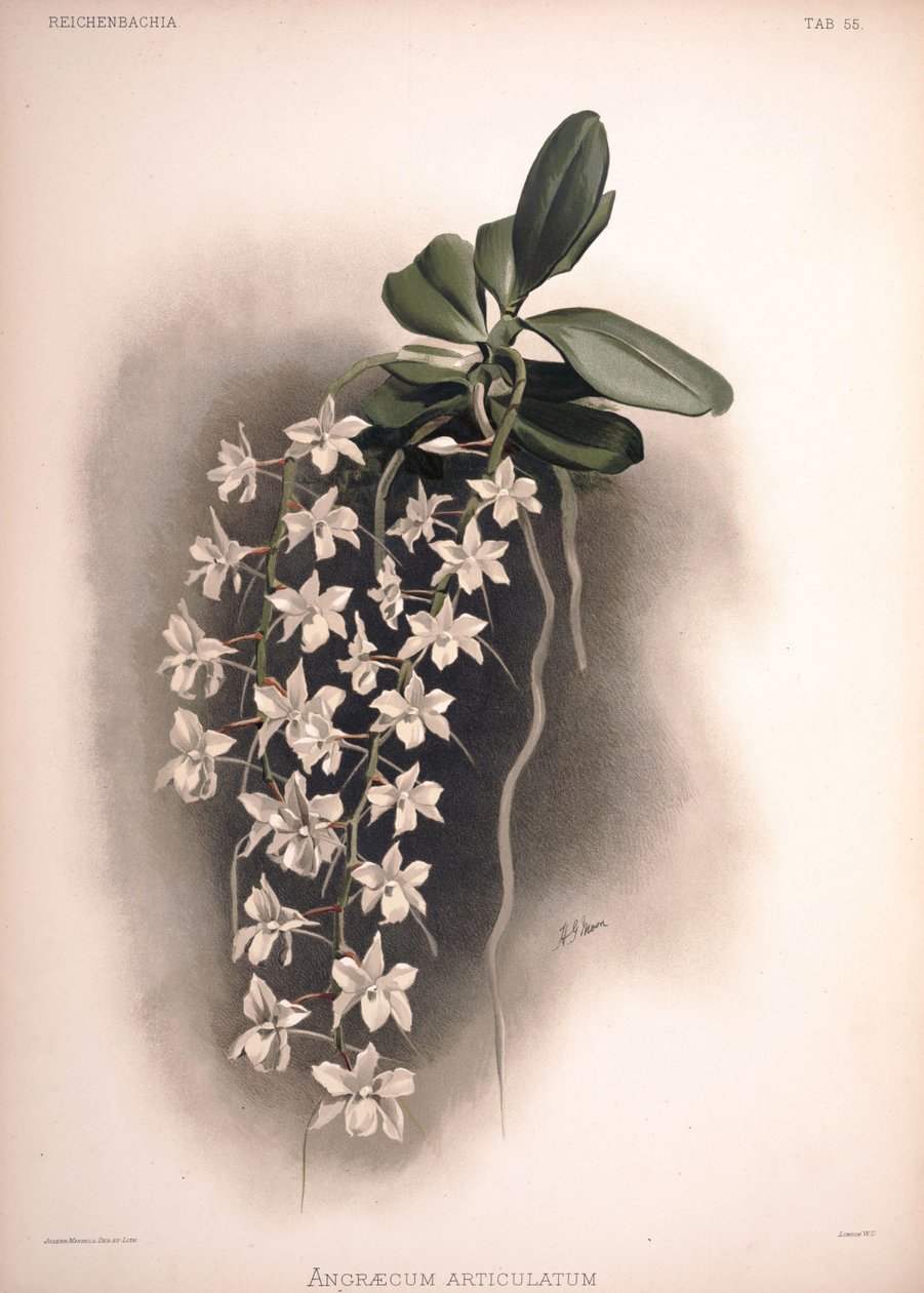Aerangis articulata, syn .: Angraecum articulatum od London H. Sotheran and Co.