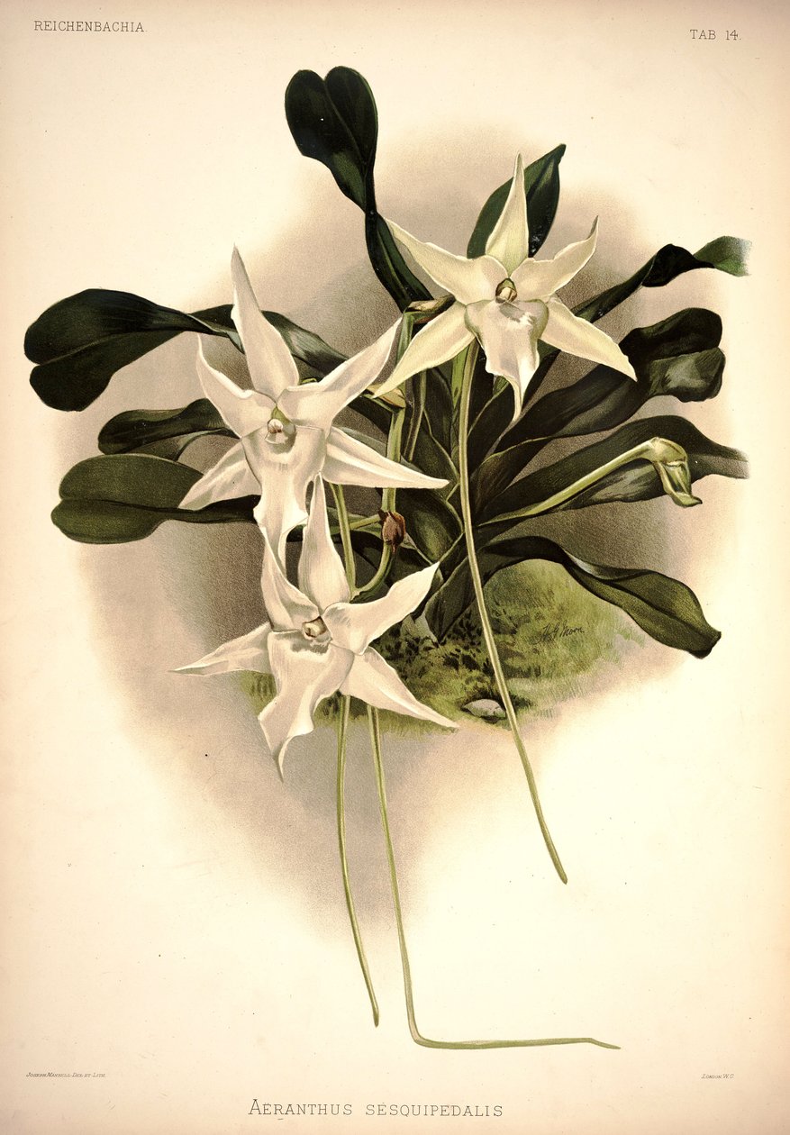 Angraecum sesquipedale od London H. Sotheran and Co.