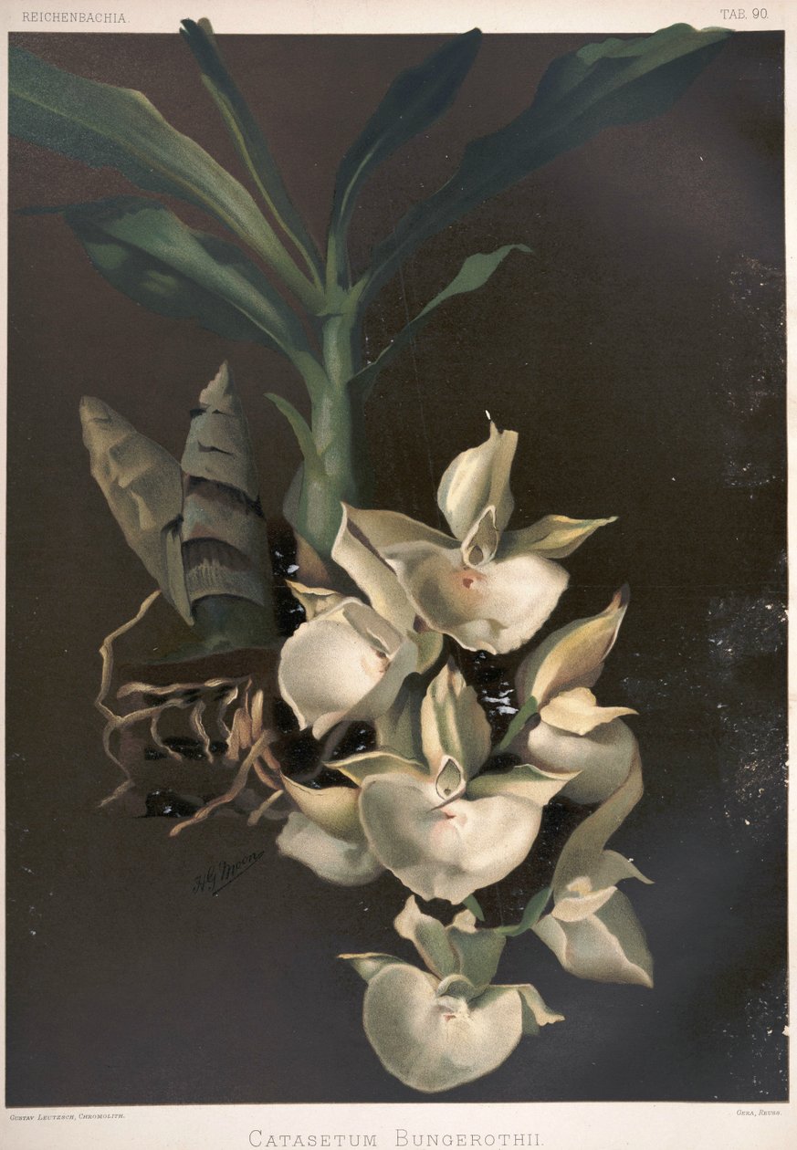 Catasetum pileatum jako syn: Catasetum bungerothii od London H. Sotheran and Co.