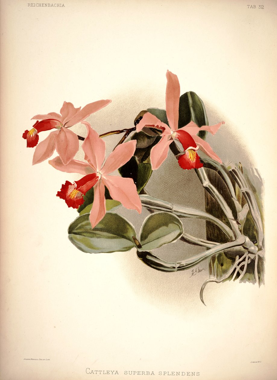 Cattleya violacea od London H. Sotheran and Co.