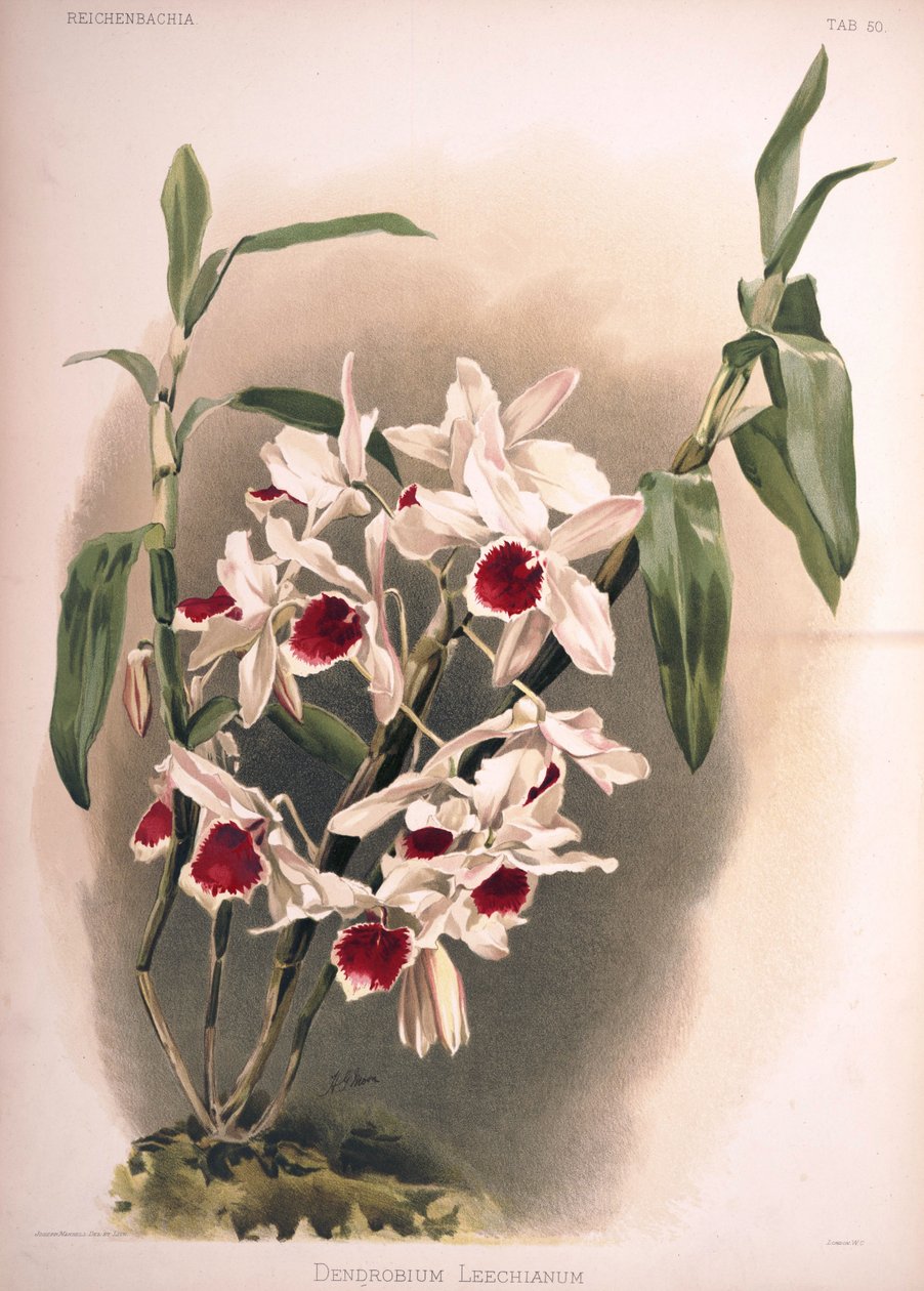Dendrobium × leechianum od London H. Sotheran and Co.