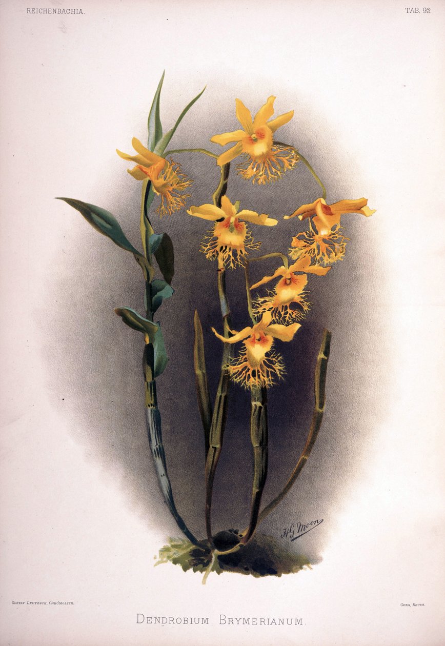 Dendrobium brymerianum od London H. Sotheran and Co.