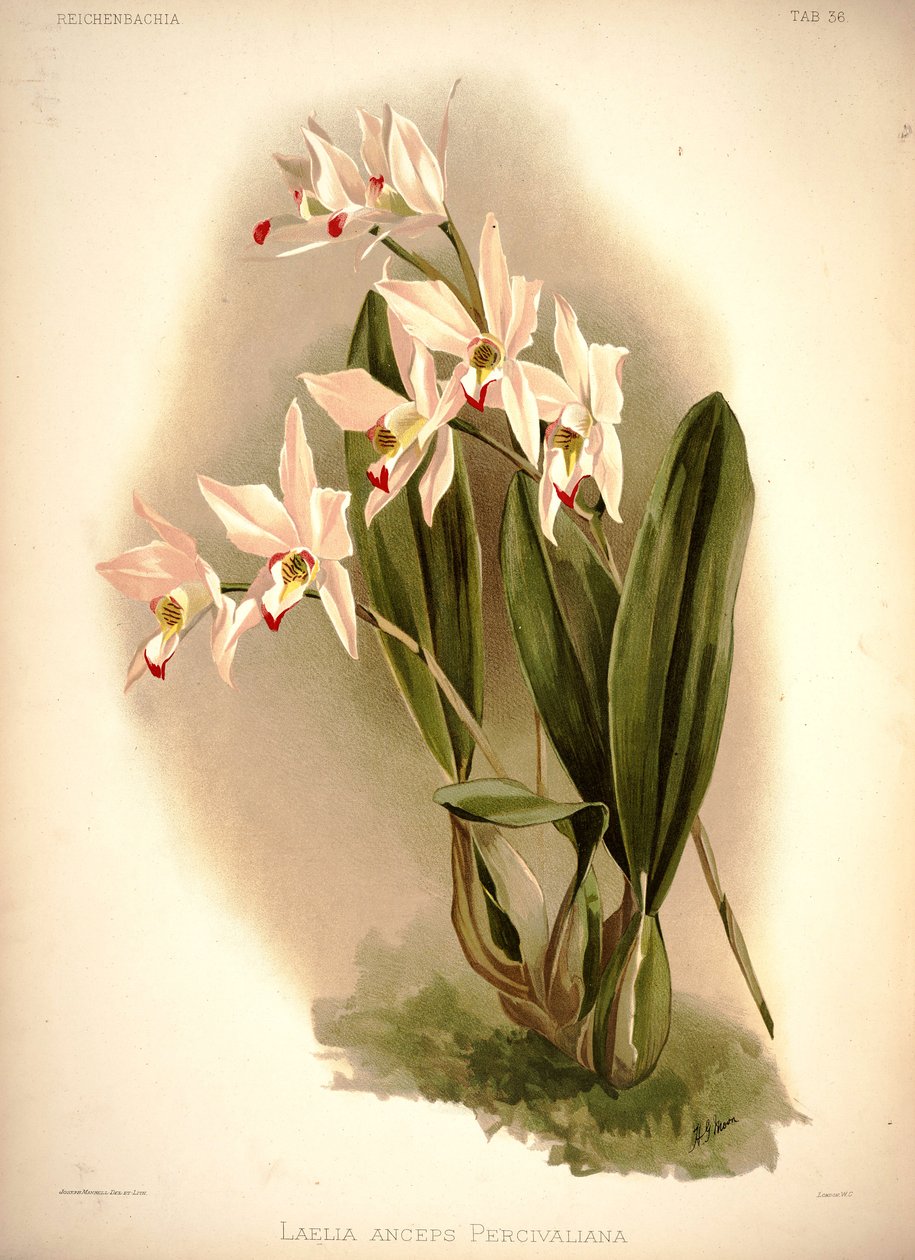 Laelia pochybná od London H. Sotheran and Co.