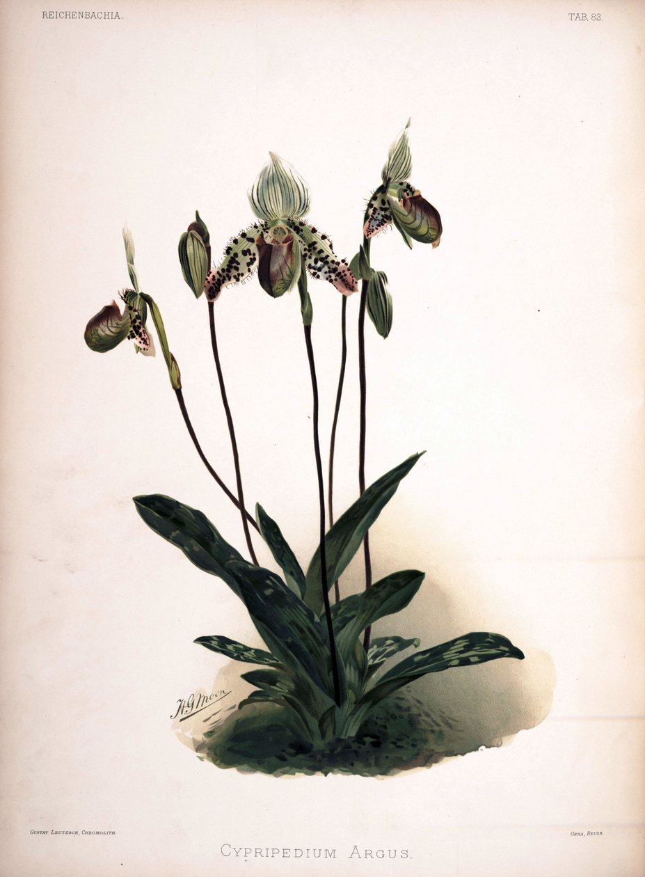 Paphiopedilum argus jako syn: Cypripedium argus od London H. Sotheran and Co.