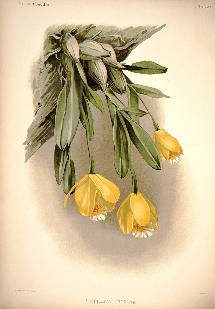 Prosthechea citrina
 (jako: Cattleya citrina) od London H. Sotheran and Co.