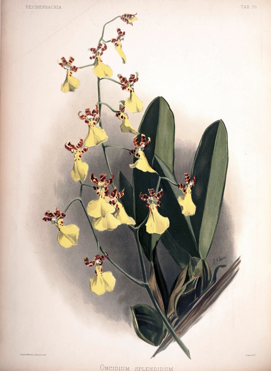 Trichocentrum splendidum jako syn .: Oncidium od London H. Sotheran and Co.