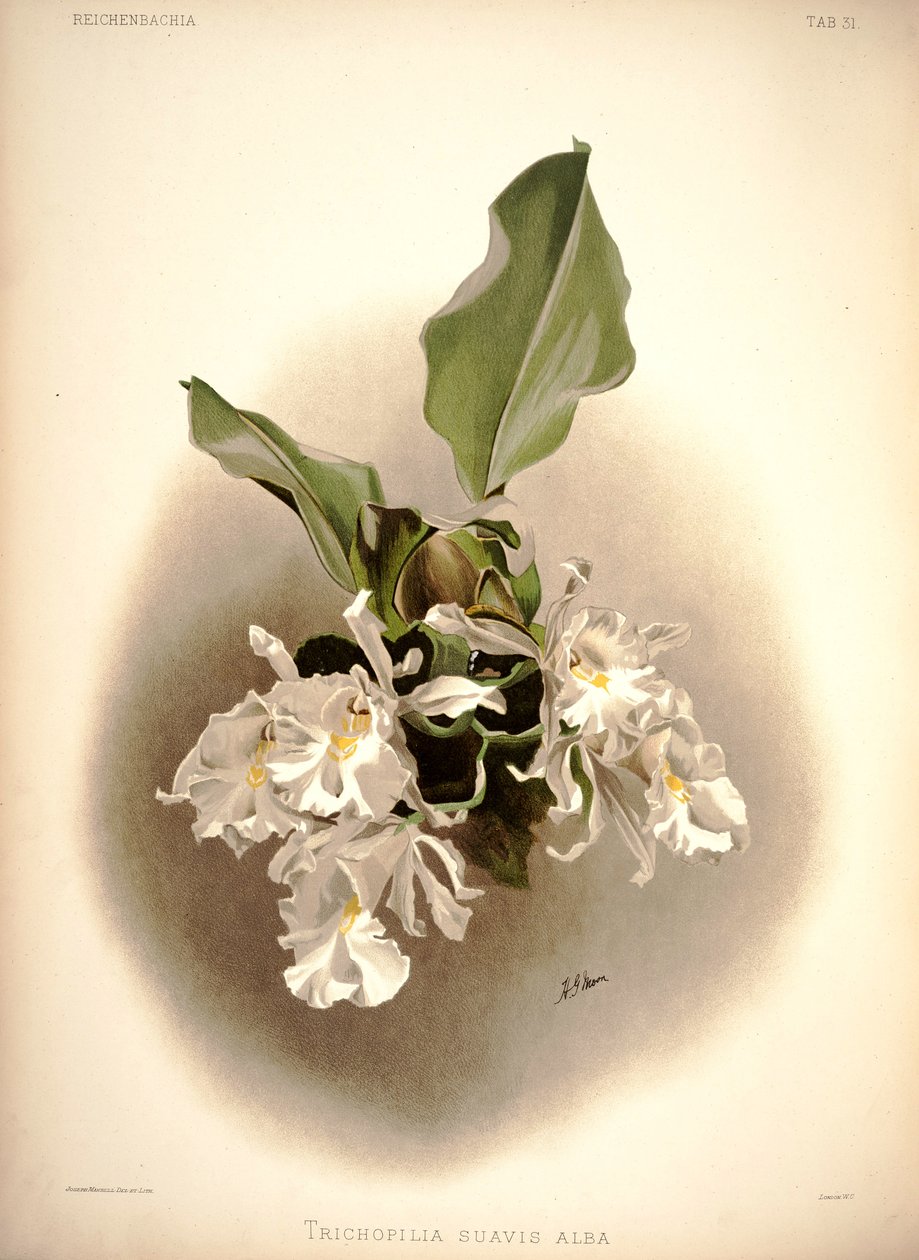 Trichopolis od London H. Sotheran and Co.