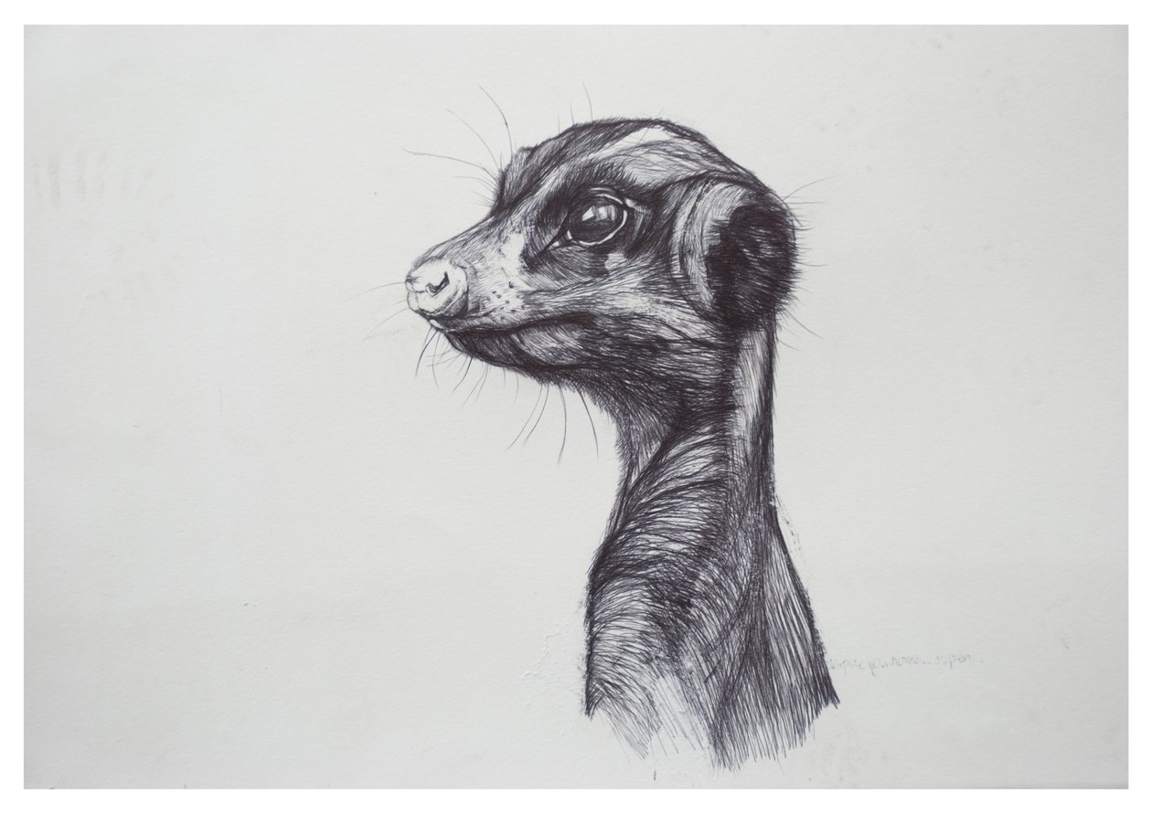 Surikata, 2016, (biro na papíře) od Lou Gibbs