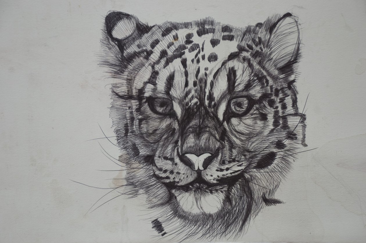 Sněžný leopard,2016,(bic biro na papíře) od Lou Gibbs