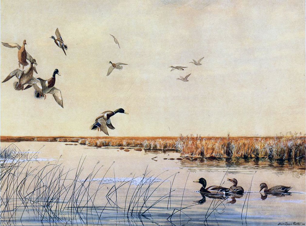 Přistání kachen, 1919 od Louis Agassiz Fuertes