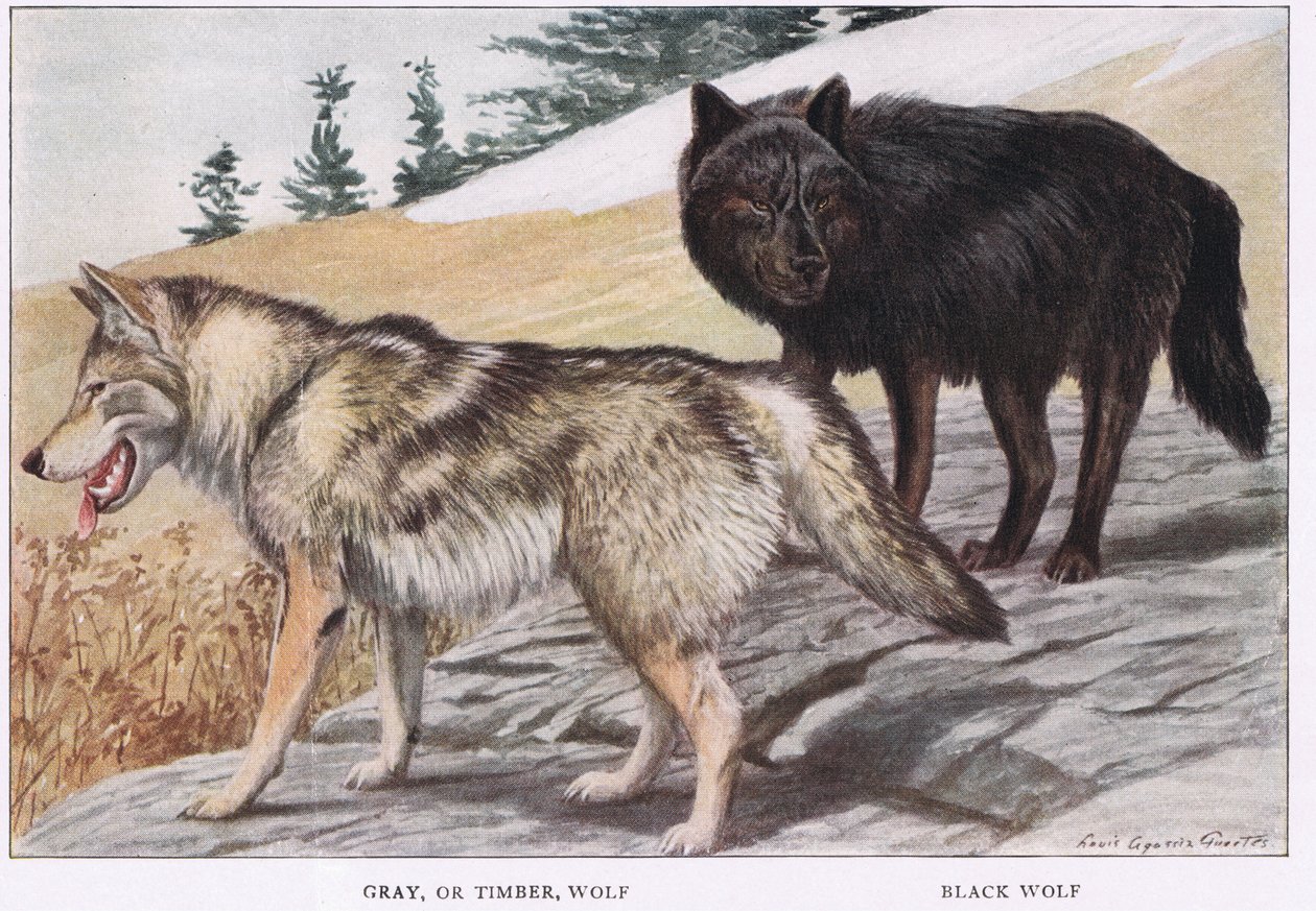 Grey nebo Timber Wolf od Louis Agassiz Fuertes