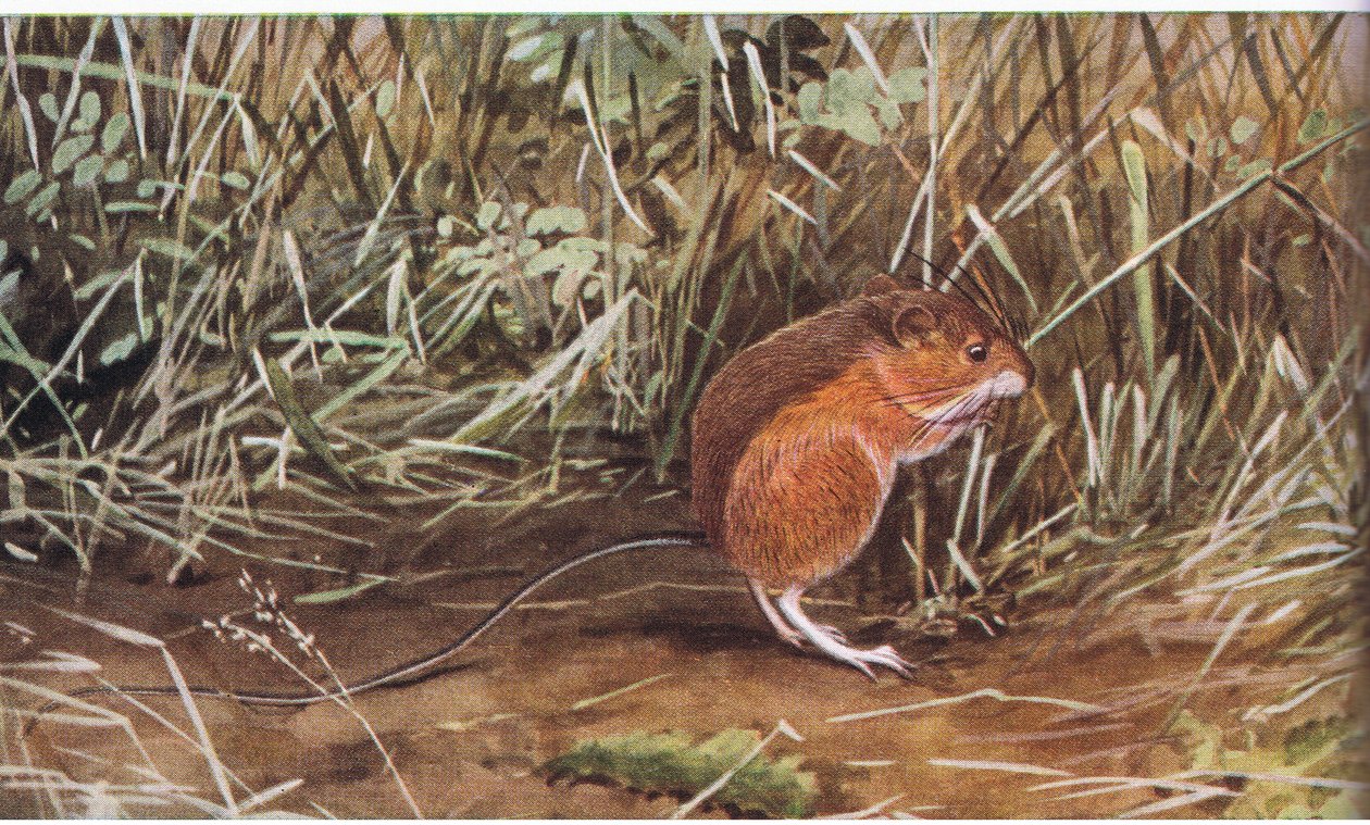 Meadow Jumping Mouse, malá myš, ale dokáže skočit osm stop na délku od Louis Agassiz Fuertes