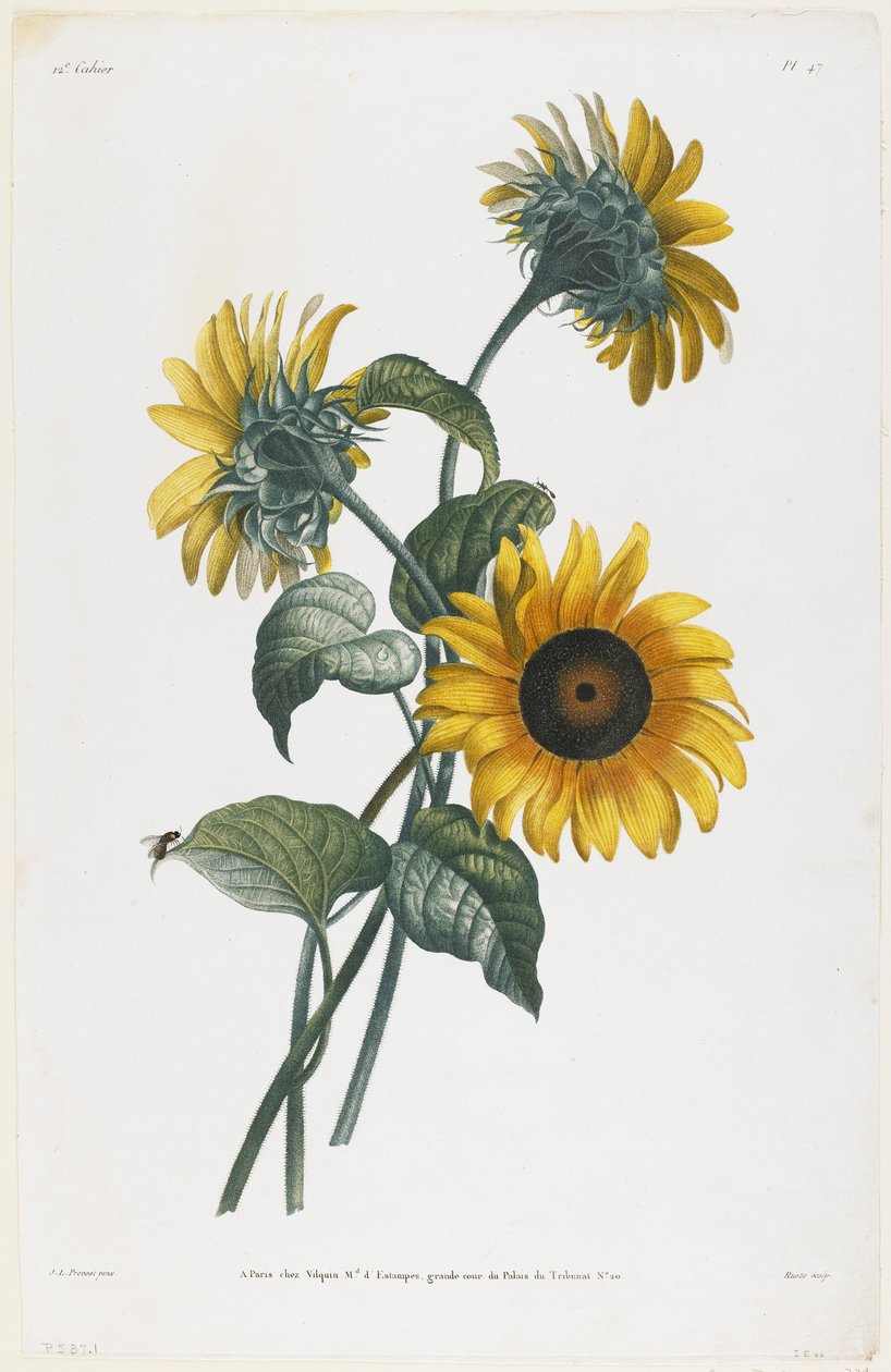 Studie slunečnic, 1805 (stipografická rytina) od Louis Charles Ruotte