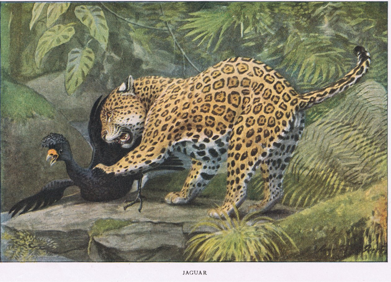 Jaguar od Louis Agassiz Fuertes