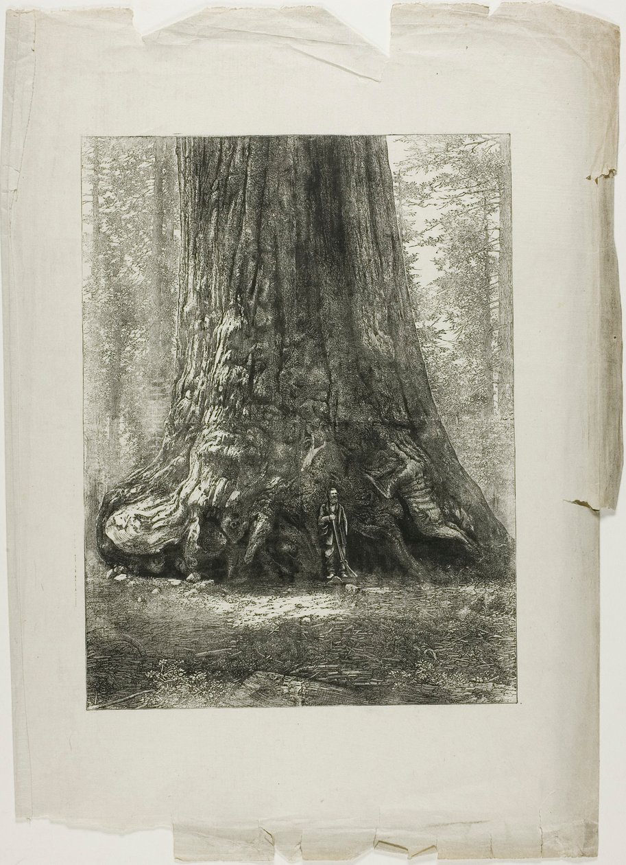 Pokroucené stromy od Louis Auguste Lepère