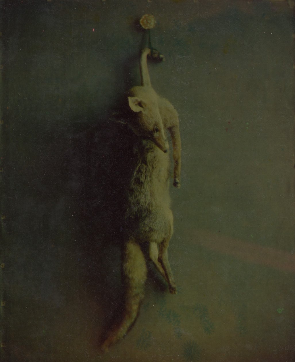 Fox, ca. 1870. od Louis Ducos du Hauron