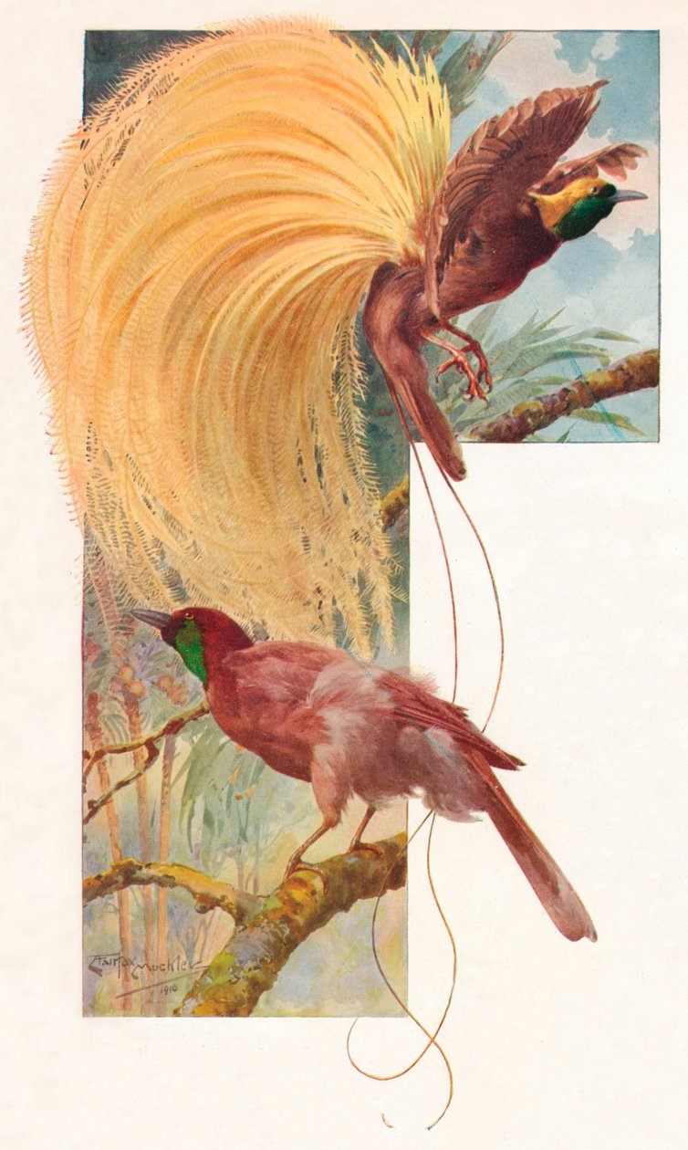 Great Birds of Paradise, 1910, 1911 od Louis Fairfax Muckley