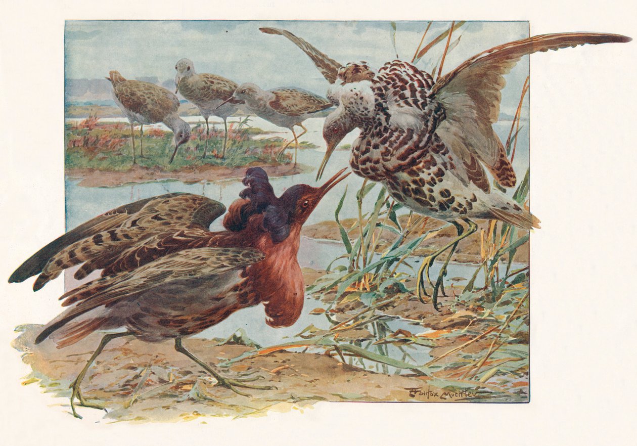 Ruffs and Reeves, c1910, 1911 od Louis Fairfax Muckley